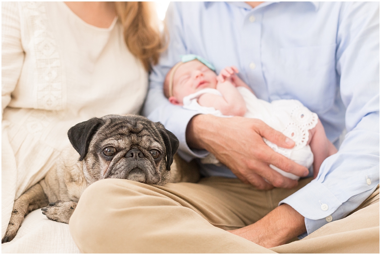 newborn-photo-session-with-pug